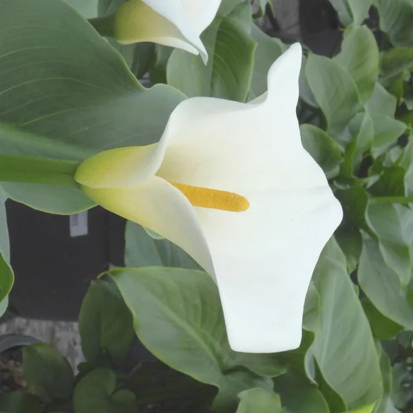 Arum à fleurs blanches - Le pot de 15 litres