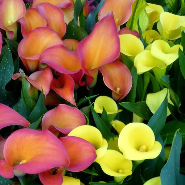 Arum à fleurs colorées - Le pot Ø 15 cm