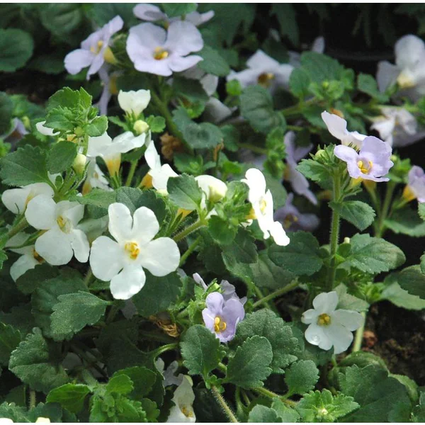 Bacopa (Sutera cordata) à fleurs multicolores - Le pot Ø 10,5 cm