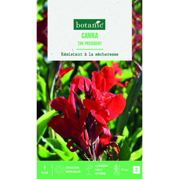 Bulbe de fleurs Canna Indica The President botanic® - 1 bulbe