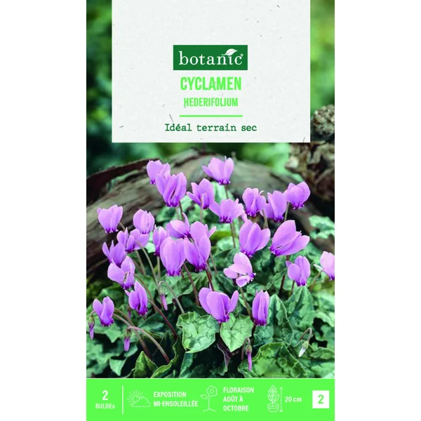 Bulbe de fleurs Cyclamen hederifolium botanic® - 2 bulbes