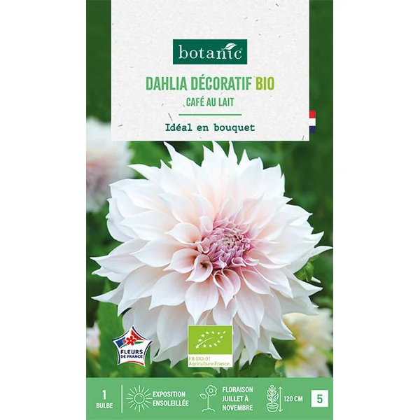 Bulbe de fleurs Dahlia décoratif Café au lait bio botanic® - 1 bulbe