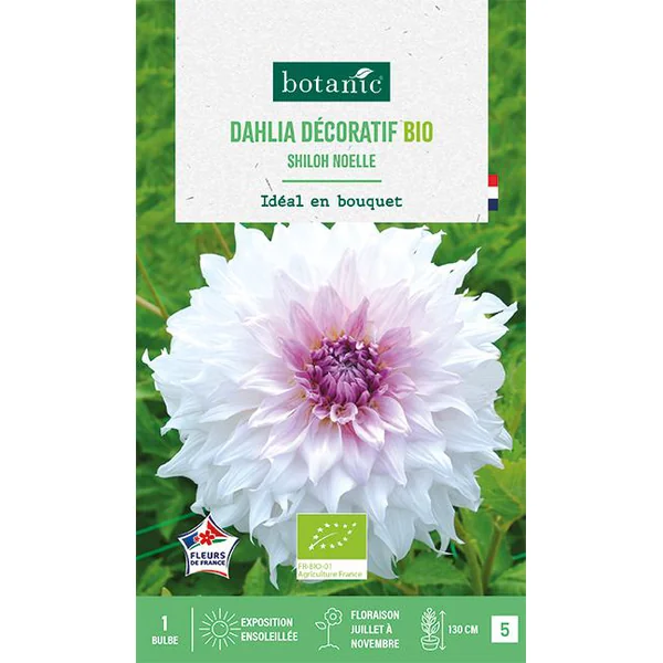 Bulbe de fleurs Dahlia décoratif Shiloh Noëlle bio botanic® - 1 bulbe