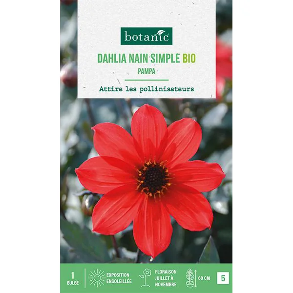 Bulbe de fleurs Dahlia nain simple Pampa bio botanic® - 1 bulbe