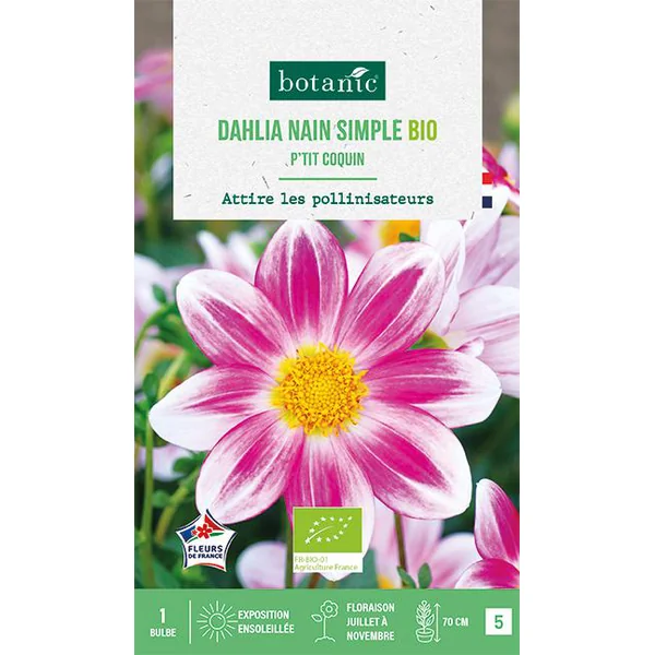 Bulbe de fleurs Dahlia nain simple Ptit coquin bio botanic® - 1 bulbe
