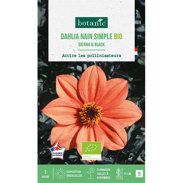 Bulbe de fleurs Dahlia nain simple Sienna & Black bio botanic® - 1 bulbe