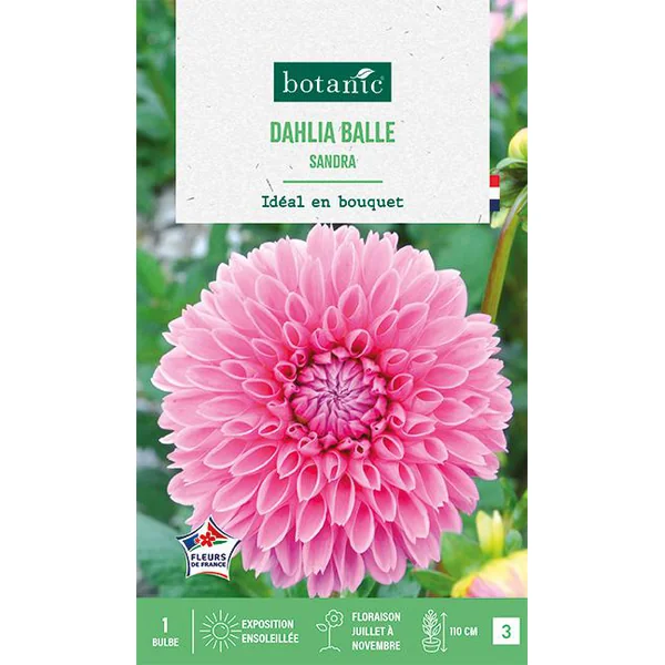 Bulbe de fleurs Dalhia balle Sandra botanic® - 1 bulbe