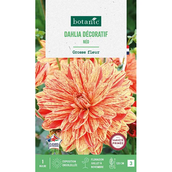 Bulbe de fleurs Dalhia décoratif Neo botanic® - 1 bulbe
