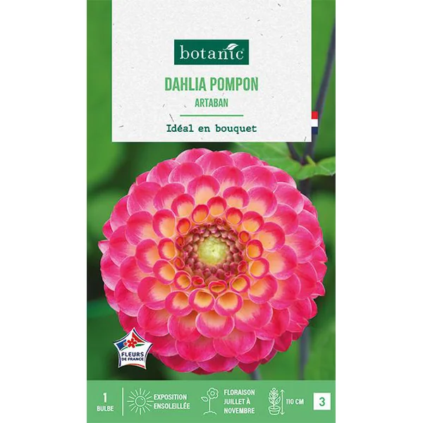 Bulbe de fleurs Dalhia pompon Artaban botanic® - 1 bulbe