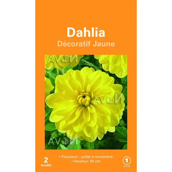 Bulbes de fleurs Dahlia décoratif jaune botanic® – 2 bulbes