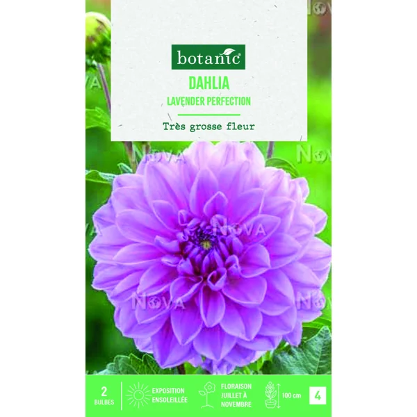 Bulbes de fleurs Dahlia décoratif Lavender Perfection botanic® - 2 bulbes