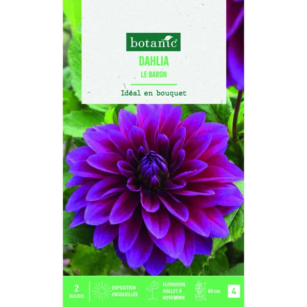 Bulbes de fleurs Dahlia décoratif Le Baron botanic® - 2 bulbes