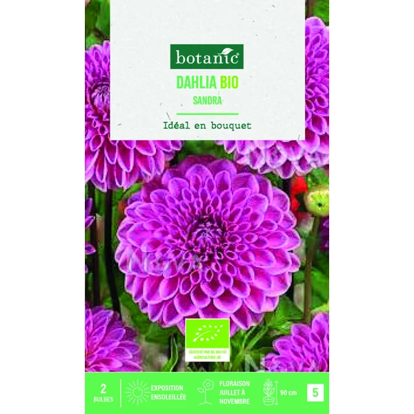 Bulbes de fleurs Dahlia décoratif Sandra bio botanic® - 2 bulbes