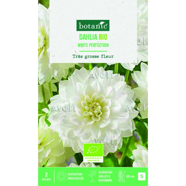 Bulbes de fleurs Dahlia décoratif White Perfection bio botanic® - 2 bulbes