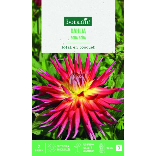 Bulbes de fleurs Dahlia semi-cactus Bora Bora botanic® - 2 bulbes