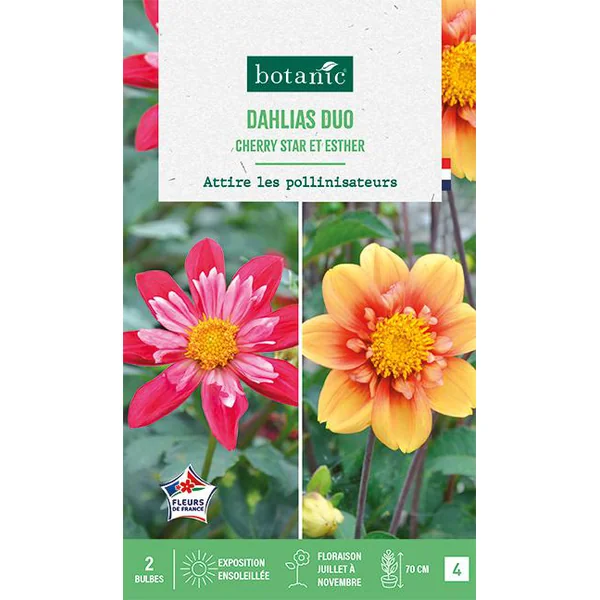 Bulbes de fleurs duo de Dahlias Cherry Star / Esther botanic® - 2 bulbes