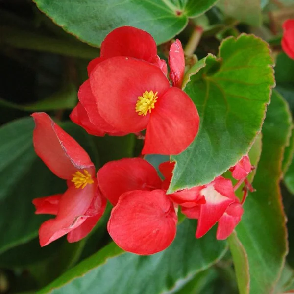 Bégonia Dragon Wing à fleurs rouges - Le pot déco de 10 litres