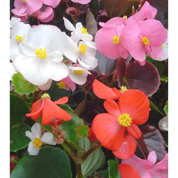 Bégonia Semperflorens à fleurs multicolores - La barquette de 10 plants