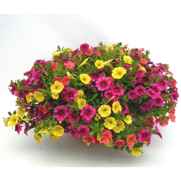 Calibrachoa ou mini Pétunia à fleurs coloris variés. La coupe Ø 25 cm
