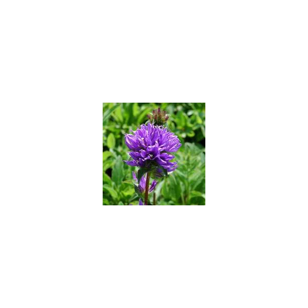 Campanula Glomerata - Le pot de 1 litre
