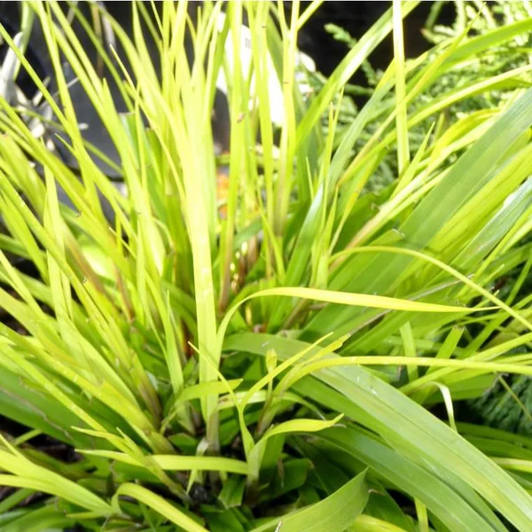 Carex oshimensis Eversheen ou Laîche d'Oshima Eversheen jaune - Le pot de 2 litres