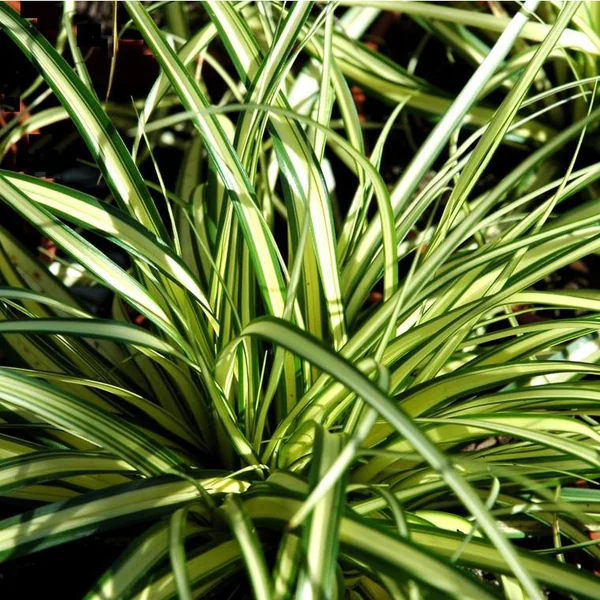 Carex ou Laîche au feuillage multicolore - Le pot de 4 litres