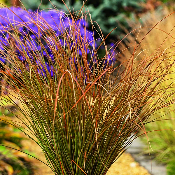 Carex Testacea orange botanic®. Le pot de 4 litres