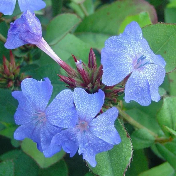 Ceratostigma (Dentelaire ou Plumbago de Chine) à fleurs bleues - Le pot de 2 litres