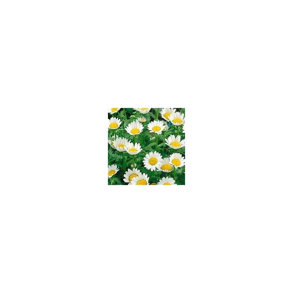 Chrysanthemum Paludosum - Le pot de 2,5 litres