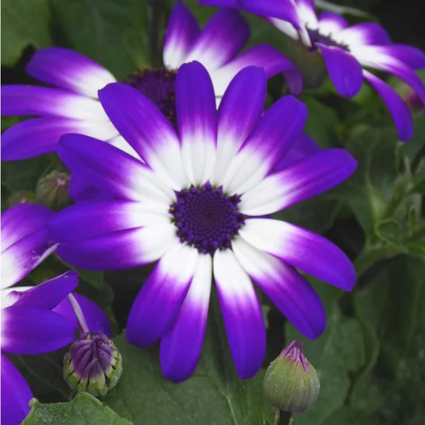 Cinéraire Senetti ou Péricalis d'été multicolore. Le pot de 2,5 litres