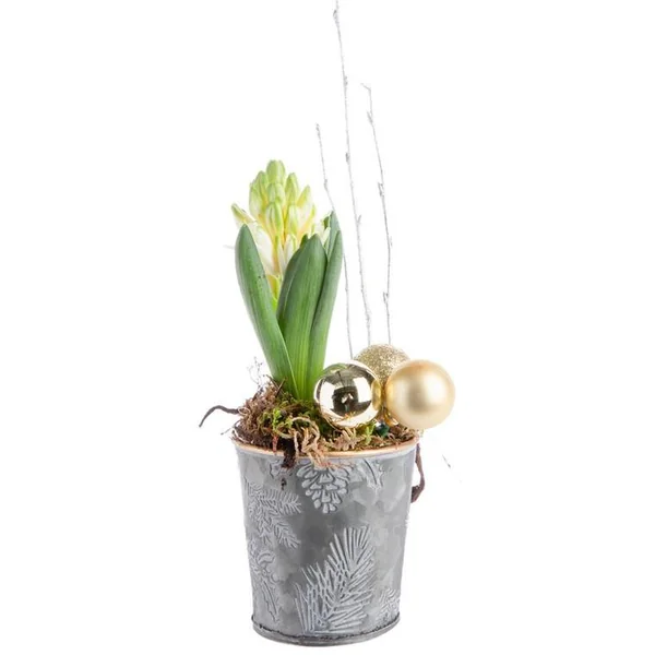 Composition de Noël jacinthe multicolore pot en zinc décor houx