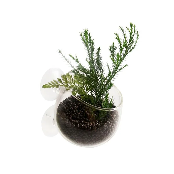 Coupe en verre pour plante naturelles coloris transparent avec ventouses - 9 x 6 x 6 cm