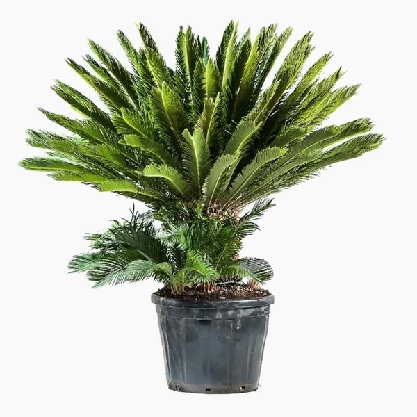 Cycas Revoluta. Le pot de 90 litres