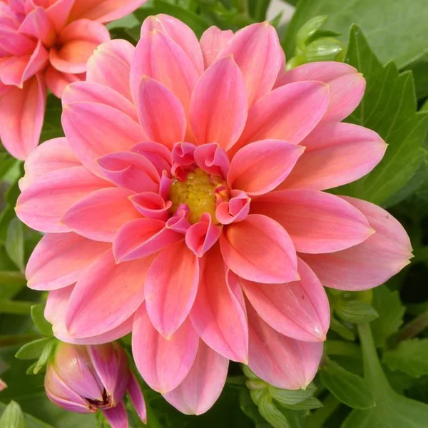 Dahlia Gallery à fleurs multicolores. Le pot de 5 litres