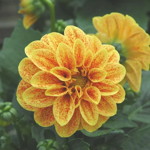 Dahlia nain à fleurs multicolores - Le pot Ø 10,5 cm