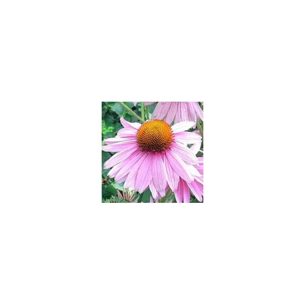 Echinacea Purpurea - Le pot de 2 litres