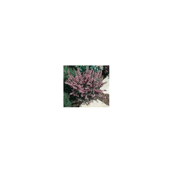 Erica Darleyensis – Pot de 0.5L