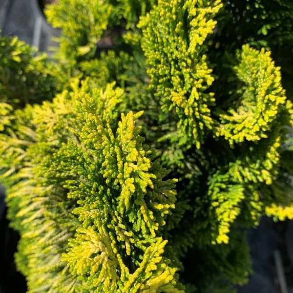 Faux Cyprès du Japon Obtusa Aurora 40/50. Le pot de 5 litres