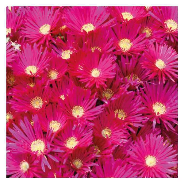 Ficoïde orange ou Lampranthe à fleurs multicolores - Le pot Ø 10,5 cm