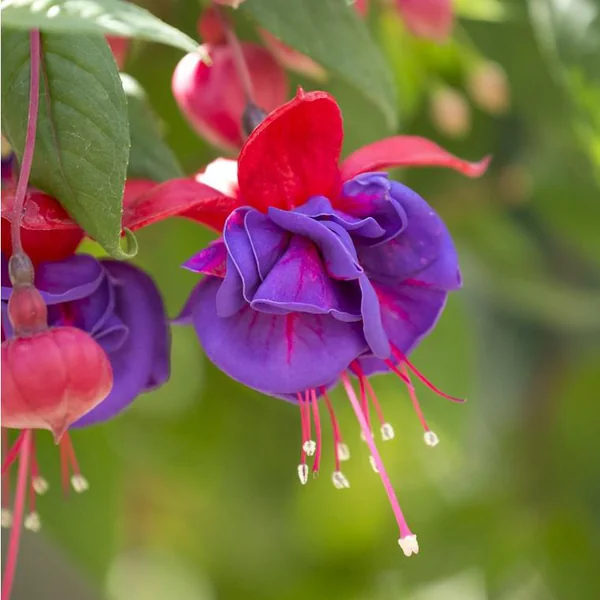 Fuchsia à fleurs multicolores - Le pot Ø 13 cm