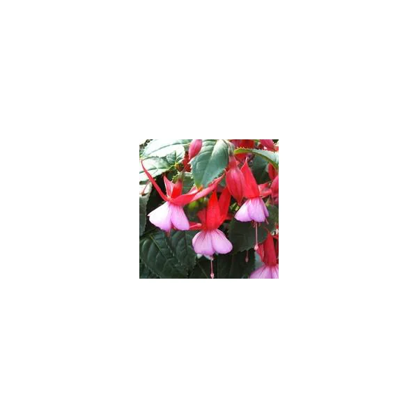 Fuchsia érigé - La jardinière de 40 cm