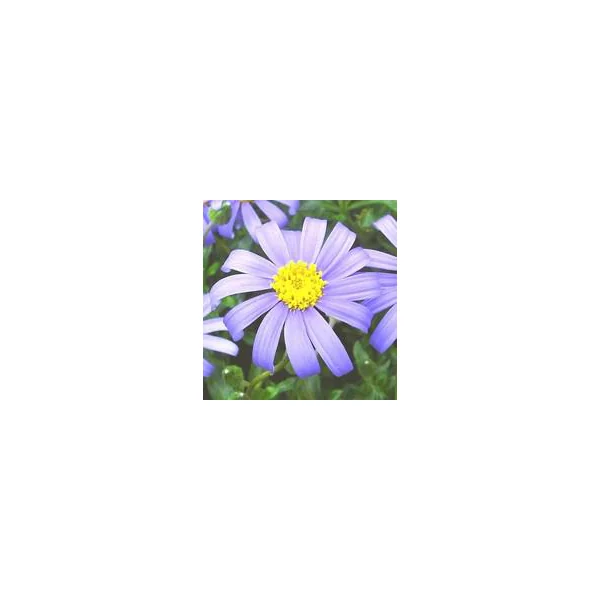Félicie ou Aster du Cap (Agathea Felicia amelloides). Le pot de 2 litres