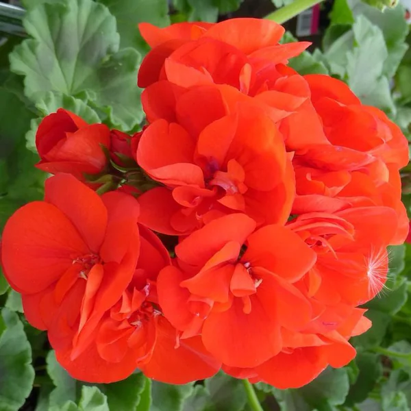 Géranium Zonal à fleurs multicolores - La jardinière de 40 cm
