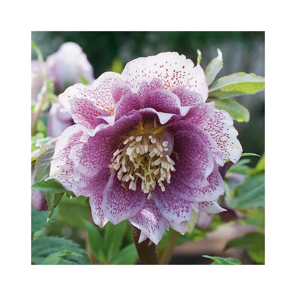 Hellébore (ou Rose de Noël) double rose - Le pot de 0,75 litres