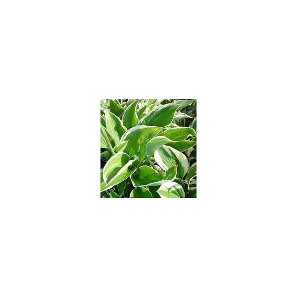 Hosta variées - Le pot de 1 litre