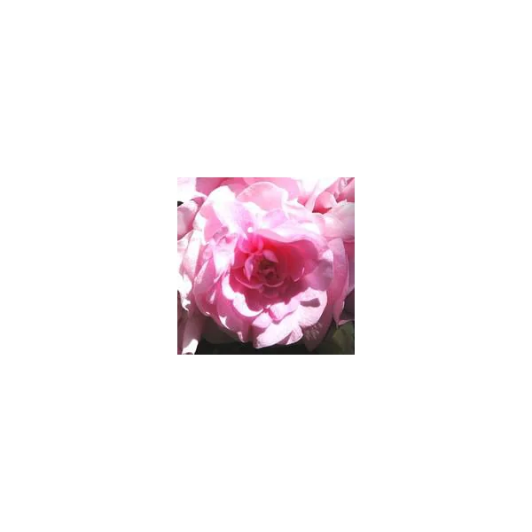 Impatiens à fleurs doubles - Le pot de 2,5 litres