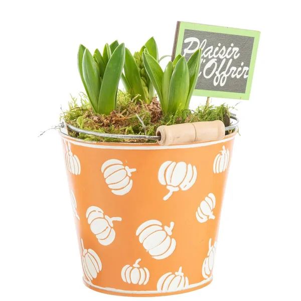 Jacinthe x 3 pot zinc décor courges - Ø 13 cm