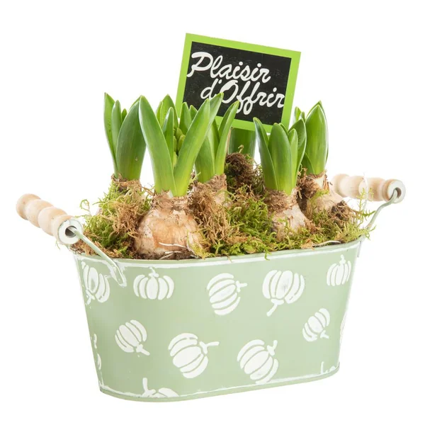 Jacinthe x 5 jardinette zinc décor courges - Ø 20 cm