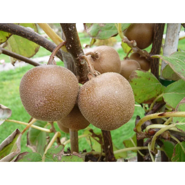 Kiwi 'Minkigold'. Le pot de 2 litres