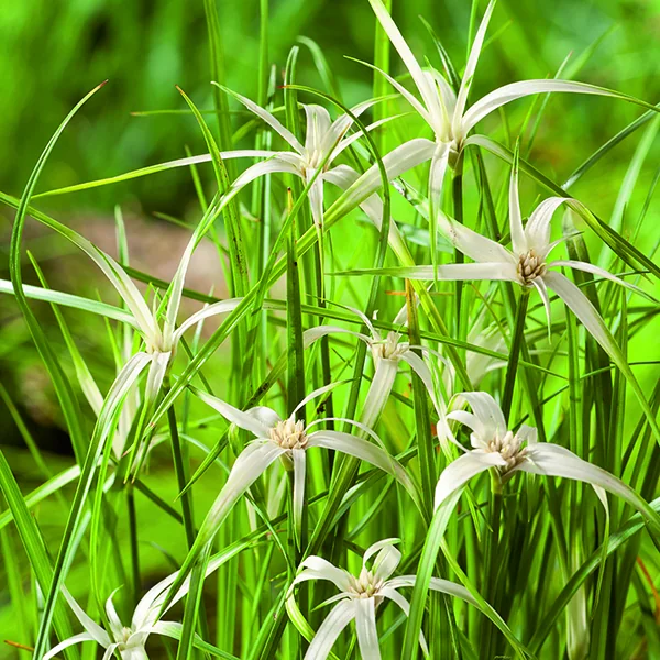 Kyllingie colorée vert botanic®. Le pot de 2 litres